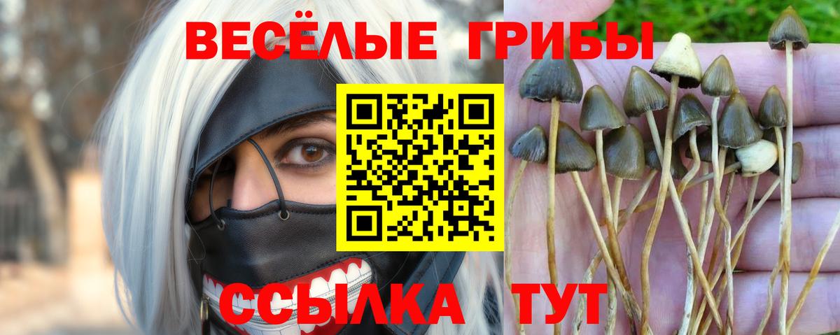 Псилоцибиновые грибы Psilocybine cubensis  Вход с VPN  Похвистнево 